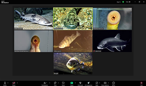 A screenshot of a Zoom video conference featuring eight video tiles, each showing a different fish species. From top left to bottom right: a lake sturgeon, a mottled sculpin, a chestnut lamprey with a circular sucker mouth, a northern brook lamprey, a yellow perch, a lake trout, a bluegill, and another circular-mouthed lamprey