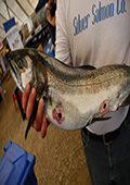 Fish with Sea Lamprey Wounds