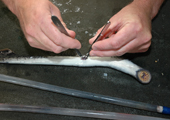 Tagging Sea Lamprey