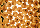 Lake Trout Eggs