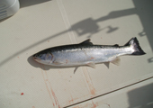 Steelhead