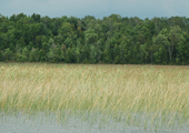 Indian River Marsh