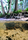 Snapping Turtle