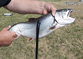 Sea Lamprey on Lake Trout